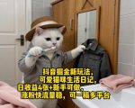 抖音掘金新玩法，可爱猫咪生活日记，日收益4张+新手可做，涨粉快流量稳，可一稿多平台